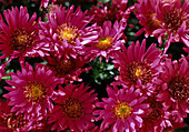 Aster novae-belgii 'Royal Ruby'