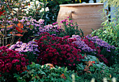 Aster Novae-Belgii 'Royal Ruby', 'Strawberry and Cream'