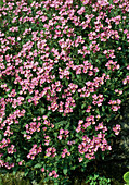 Arabis caucasica 'La Fraicheur'