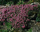 Arabis caucasica 'Rosabella'