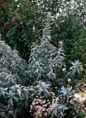 Artemisia LUDOVICIANA