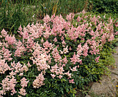 Astilbe japonica