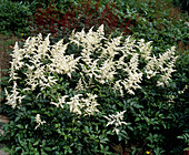 ASTILBE JAPONICA