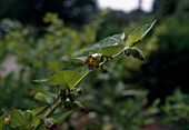 Atropa belladonna (Schwarze Tollkirsche)