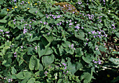 Brunnera macrophylla