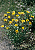 Buphthalmum salicifolium