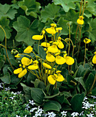 Calceolaria biflora