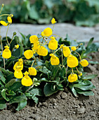 Calceolaria biflora