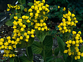 Calceolaria fibrigiana