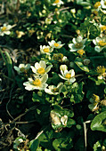 Caltha palustris var. alba