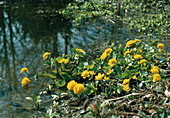 Caltha palustris