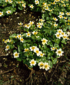 Caltha palustris