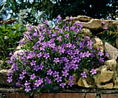 Campanula portenschlagiana
