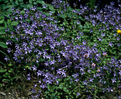 Campanula poscharskyana