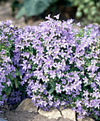 Campanula portenschlagiana (Dalmatian bellflower)