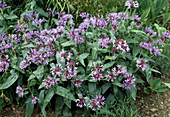 Centaurea Montana