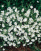 Cerastium arvense