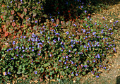 Ceratostigma plumbaginoides