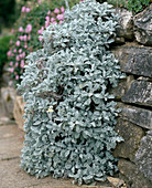 Chrysanthemum haradjanii