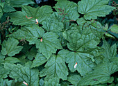 Cimicifuga cordifolia 'Blickfang'