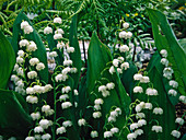 Convallaria majalis