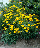 Coreopsis grandiflora 'Domino'