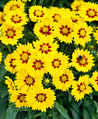 Coreopsis Granidflora 'Domino'