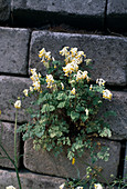 Lerchensporn (Corydalis)