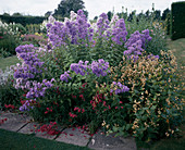 Campanula pyramidalis