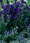 Campanula glomerata (knob bellflower)