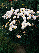 Chrysanthemum indicum