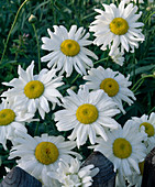 Chrysanthemum maximum