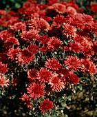 Chrysanthemum x hortorum 'Focal point'