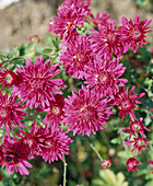 Chrysanthemum x hortensis