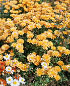 Chrysanthemum