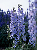 Delphinium X cultorum 'Ariel'