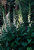 Digitalis Hybride