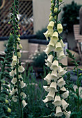 Digitalis Hybride