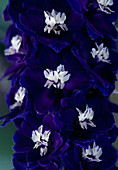 Delphinium