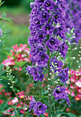 Delphinium elatum hybrid