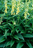 Digitalis grandiflora