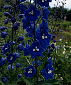 Delphinium X cultorum