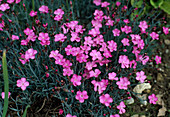 Dianthus caesius