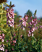 Diascia rigescens