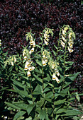 Digitalis grandiflora