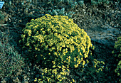 Draba sibirica