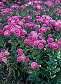 Erigeron 'Rose Ballet'