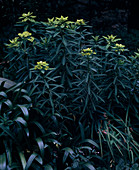 Euphorbia-Hybriden