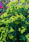 Euphorbia cornigera