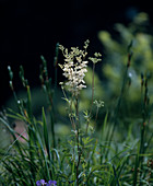 Filipendula ulmaria